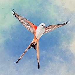 ����۲������