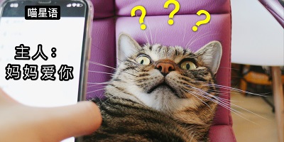 猫语翻译器软件有哪些?猫语翻译器免费版下载-免费猫语翻译器app