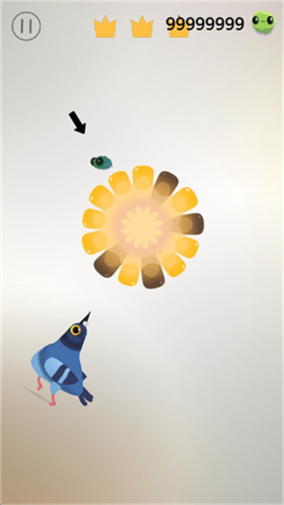 ���ĸ���pigeonpop