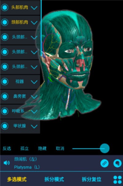 医维度解剖 医维度解剖